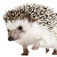 Hedgehog19