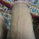 TributYourPics H2448V