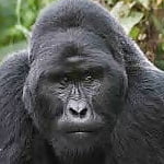 gorilla_bill