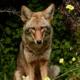 Red_Coyote