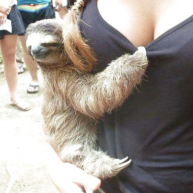 sloth77