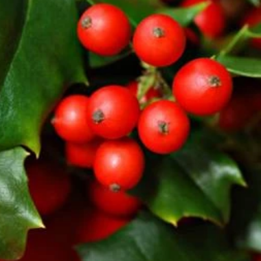 Holly red. Рождество с ягодками ыотоыон. Красная зимняя ягода с резными листьями. Падуб любит тень или солнце. Holly red.